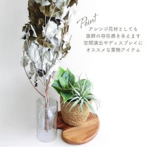 ドライフラワー ギンドロ 風の花 3本入 全長...の詳細画像5