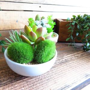 観葉植物 造花 サキュレントリフレリウム ボウ...の詳細画像1