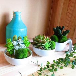観葉植物 造花 サキュレントリフレリウム ボウ...の詳細画像3