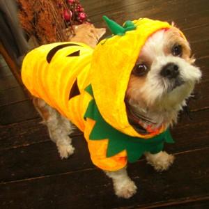 犬のコスチューム【かぼちゃ】 ペット用コスチューム/ハロウィン仮装/犬服/犬の洋服｜wanwan3dogs