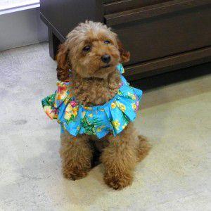 タータ Ta-Ta 126g 犬用サプリメント : BRハウス Yahoo!店 - 通販