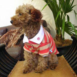 犬のポロシャツ Pp Red ボーダーポロ Dogo 犬用ポロシャツ ペット用ポロシャツ 犬服 犬の洋服 ペット服 Tp024 犬洋服のお店わんわんくろざぁーず 通販 Yahoo ショッピング