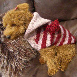 犬のセーター【Bon Bon フードセーター_レッド】手編みセーター/犬のニット/ペットセーター/犬服/犬の洋服｜wanwan3dogs