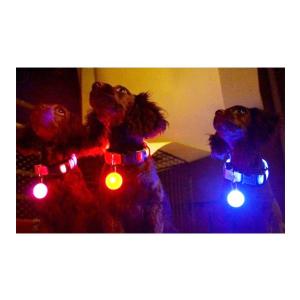【PETLIFE ペットライフ】カラビナ式 LED セーフティーライト ペット用光るライト 夜間の安全グッズ　4色「901-0001」｜washodo