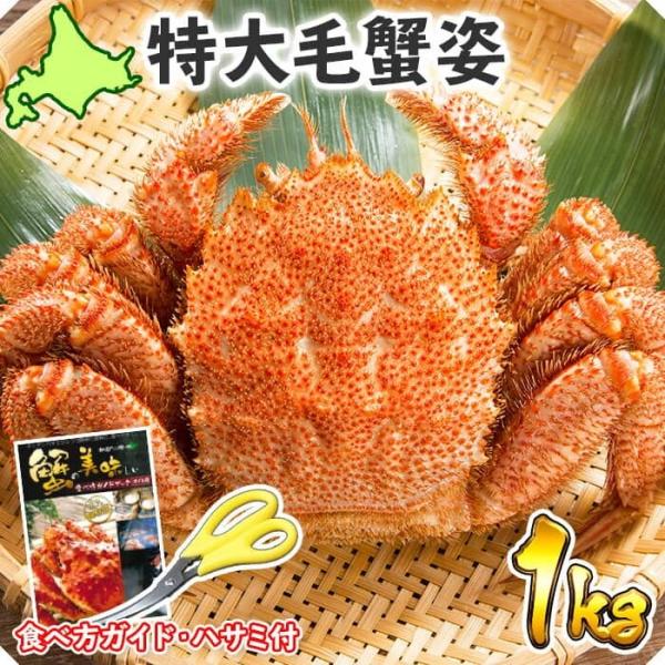 蟹 ギフト 毛蟹 姿 特大 1kg前後 父の日 北海道産 食べ物 海鮮 カニ かに gift 毛ガニ...