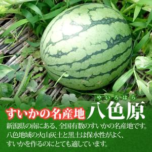 スイカ 小玉すいか 八色原 2玉 糖度13度程...の詳細画像5