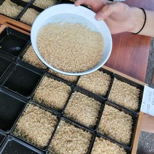 新米 令和8年産 千葉県産 ふさおとめ 5kg...の詳細画像5
