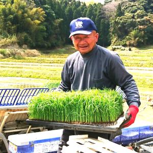 新米 令和8年産 千葉県産 粒すけ 20kg ...の詳細画像5