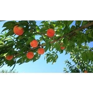 7月発送 桃レギュラー大玉3kg箱 あかつきの詳細画像2