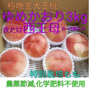 極晩生桃「西王母」または「ゆめかおり」３ｋｇ特大玉9月下旬〜10月発送