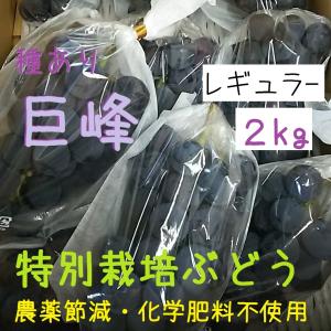 種あり巨峰ぶどうレギュラー２ｋｇ【特別栽培・JGAP認証】