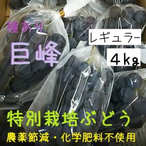 種あり巨峰ぶどうレギュラー４ｋｇ【【特別栽培・JGAP】9月上旬頃〜10月上旬発送