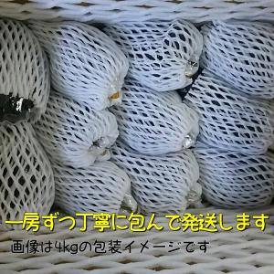 種あり巨峰ぶどうレギュラー4kg【【特別栽培・...の詳細画像1