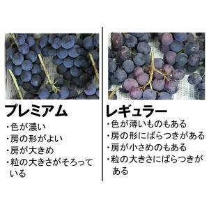 種あり巨峰ぶどうレギュラー4kg【【特別栽培・...の詳細画像2