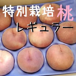 8月発送　桃レギュラー中玉5kg箱 あかつき・まどか・川中島白桃
