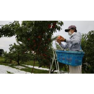 8月発送 桃レギュラー中玉5kg箱 あかつき・...の詳細画像4