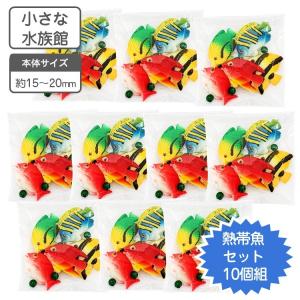 クモガイ 天然貝 サイズおまかせ 3個組 約10〜11×5.5×高さ3.5cm 貝