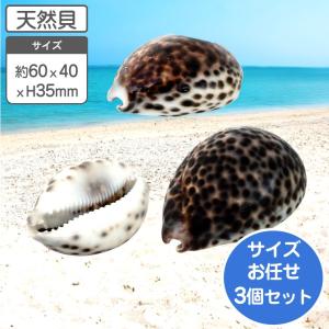 クモガイ 天然貝 サイズおまかせ 3個組 約10〜11×5.5×高さ3.5cm 貝