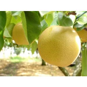 梨ペースト ピューレ 1kg 国産梨 日田梨 冷凍の詳細画像3