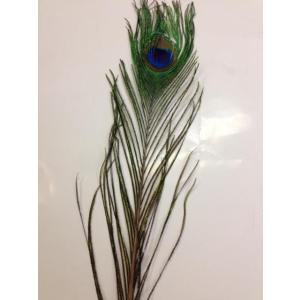 FROG PRODUCTS（フロッグプロダクツ） FROG フロッグ トイマシーン