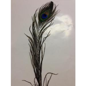 ピーコックアイ Proグレード1本パック S