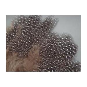 ギニアボディーフェザー