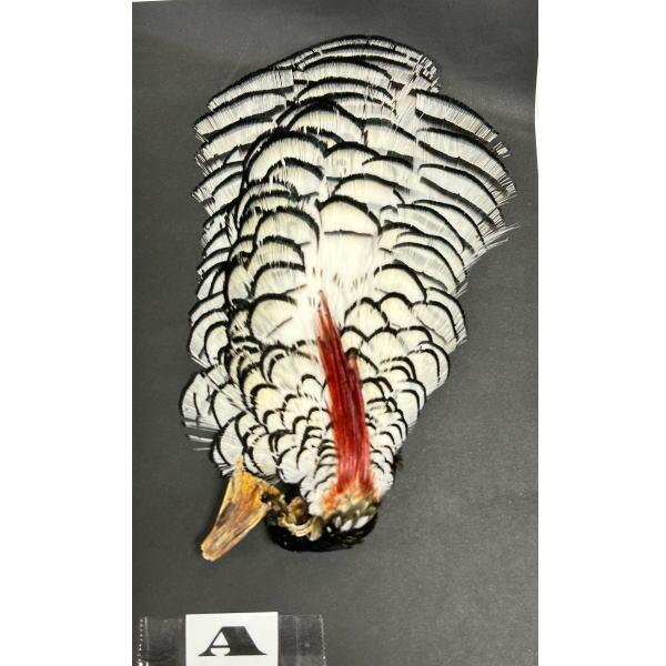 アムハーストフェザントコンプリートネック