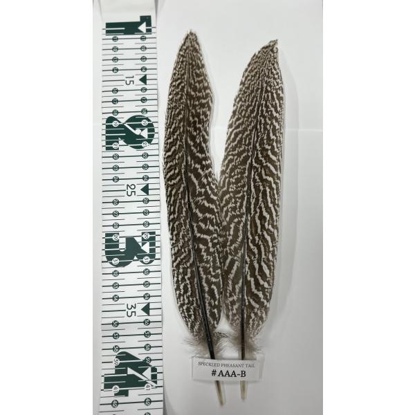 スペックルドフェザントテール AAA-B