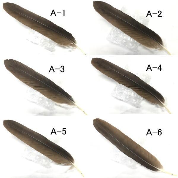 コンドルクイル セカンダリー ナチュラル A