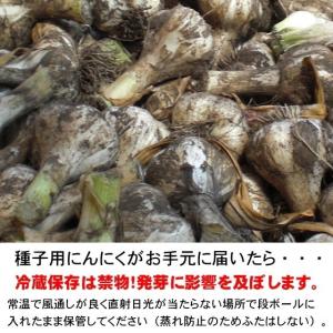 ニンニクの種 にんにく 種球 種 国産 Lサイ...の詳細画像4