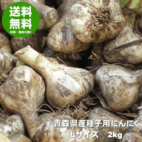 ニンニクの種 にんにく 種球 種 国産 Lサイズ 2kg 青森 福地ホワイト六片 送料無料