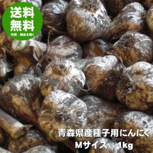 ニンニクの種 にんにく 種球 種 国産 Lサイズ 1kg 青森 福地ホワイト六