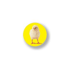 アニマル缶バッジ CBAN003 Chick ひよこ : ゼネラルステッカー - 通販