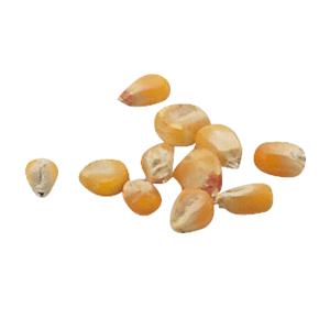 【法人様のみの販売】 アーテック 野菜の種 とうもろこし 00002738