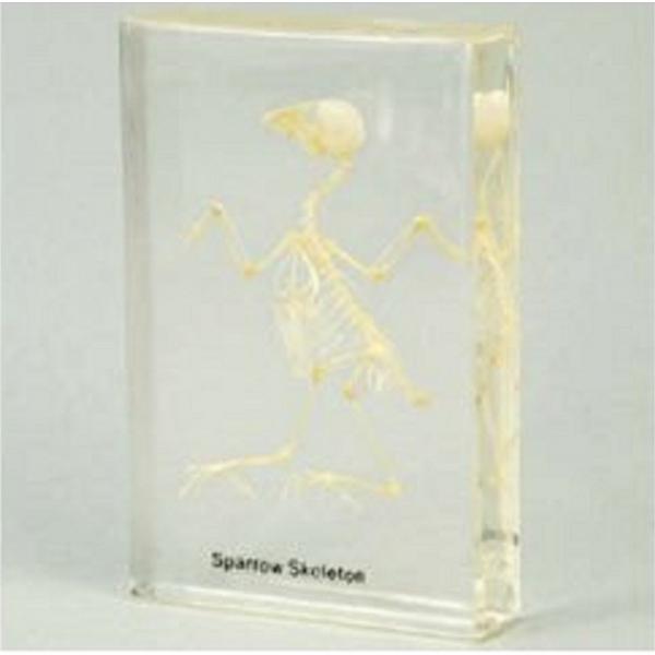 【法人様のみの販売】 アーテック 鳥の骨格標本　008931 【メーカー在庫限り】