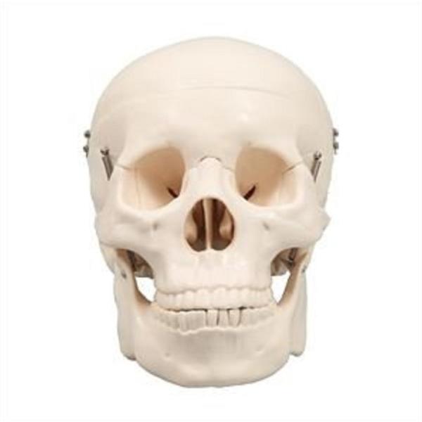 【法人様のみの販売】 アーテック 頭蓋骨模型　009700