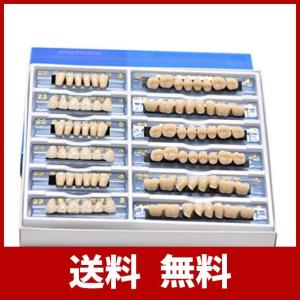 Oral Dentistry アクリル樹脂 義歯 歯模型 歯科材料 歯科用