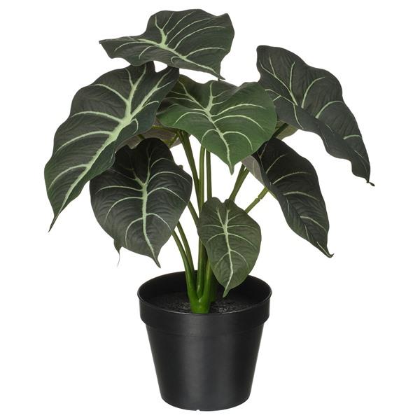 [IKEA/イケア/通販]FEJKA フェイカ人工観葉植物, 室内/屋外用 アロカシア,12 cm[...