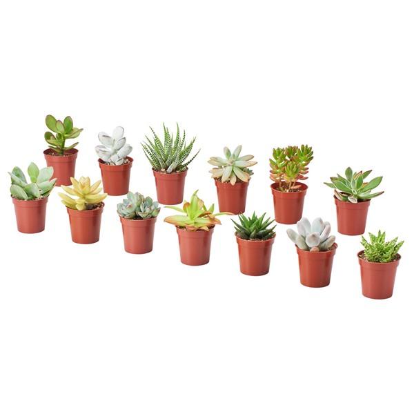 [IKEA/イケア/通販]SUCCULENT鉢植え, アソートプランツ/多肉植物,6 cm[A](2...