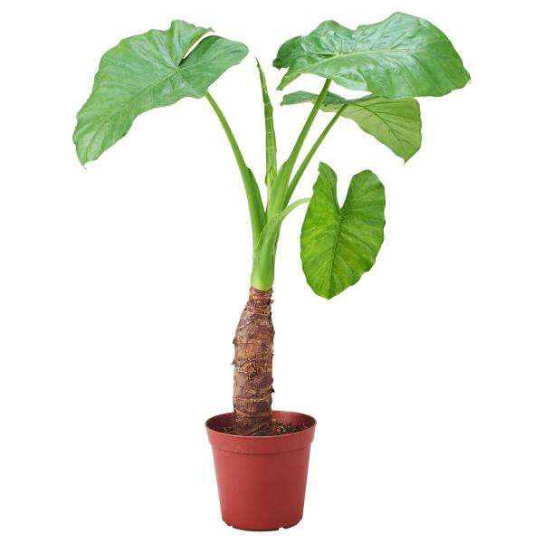 [IKEA/イケア/通販]ALOCASIA ODORA アロカシア オドラ 鉢植え, クワズイモ, ...