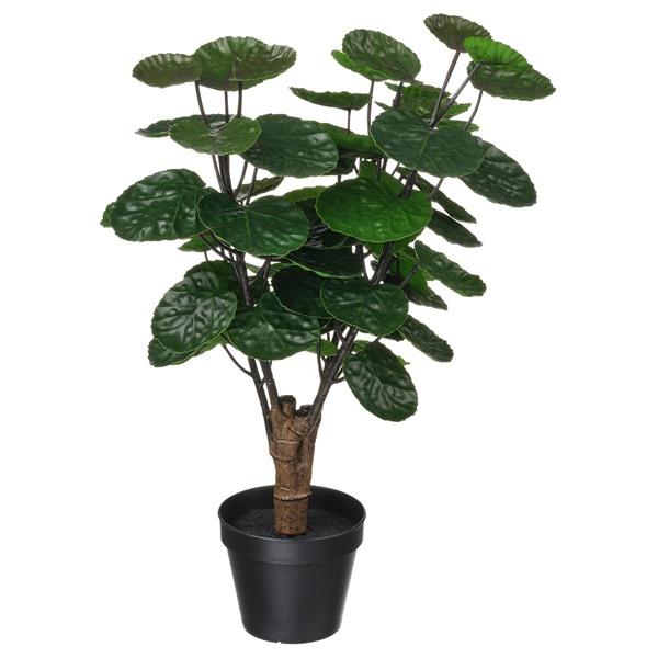 [IKEA/イケア/通販]FEJKA フェイカ人工観葉植物, 室内/屋外用 アラリア,12 cm[C...