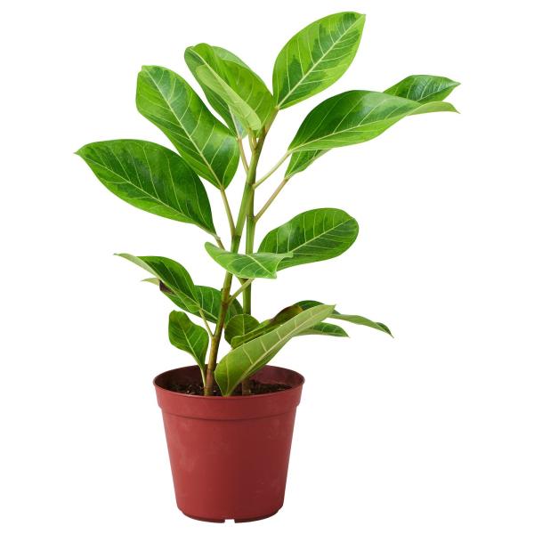 [IKEA/イケア/通販]FICUS ALTISSIMA 鉢植え, フィカス, 17 cm[D](5...