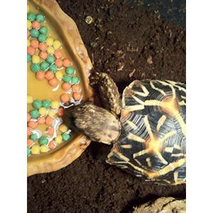 エキゾテラ GEX EXOTERRA リクガメ...の詳細画像3