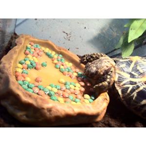 エキゾテラ GEX EXOTERRA リクガメ...の詳細画像4