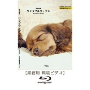 ブルーレイ　業務用鑑賞映像「ワンダフルダックス」著作権フリー・商用可・空間演出・ハイビジョン・業務用ヒーリングビデオ