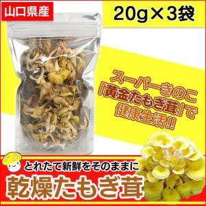 たもぎ茸 たもぎたけ 乾燥 乾燥たもぎ茸 タモギダケ