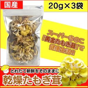 たもぎ茸 たもぎたけ 乾燥 乾燥たもぎ茸 タモギダケ