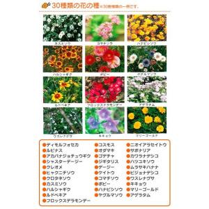 春蒔き花の種 花の種 花 ガーデニング の商品一覧 通販 Yahoo ショッピング