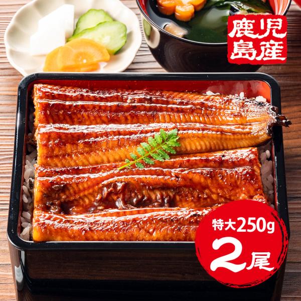 うなぎ  蒲焼き 国産 【直送】 ウナギ 鹿児島 鰻 特大 250g × 2尾 うなぎ蒲焼き グルメ...