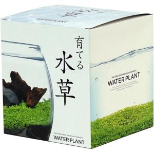 聖新陶芸 GD-813 育てる水草 L 植物栽培セット 母の日 父の日 ギフト プレゼント 景品 学習教材｜wigland